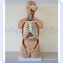 PNT-0311 85CM 17 Partes de la anatomía de los órganos del cuerpo humano